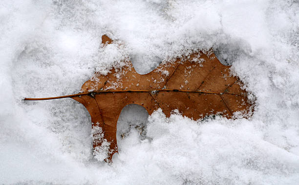 Hoja en la nieve - foto de stock