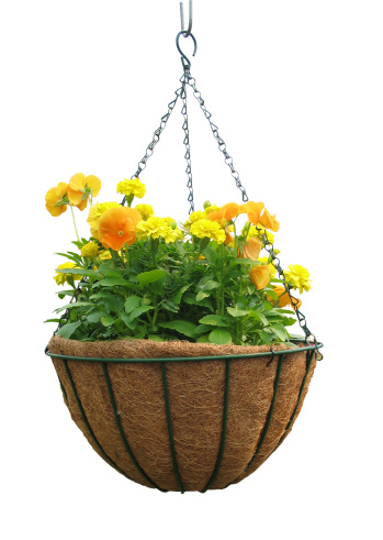 Orange and yellow flowers in a hanging basket with clipping path.