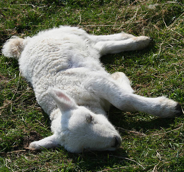 Sick lamb Sick lamb in green field meek as a lamb stock pictures, royalty-free photos & images