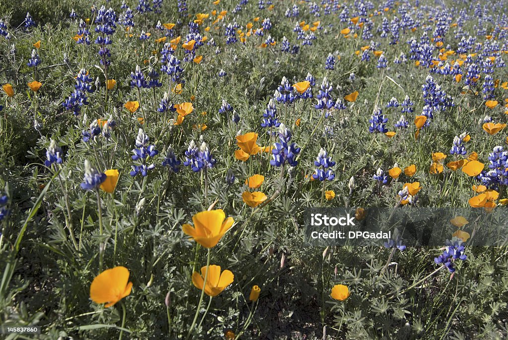 Fleurs sauvages de la Californie - Photo de Californie libre de droits
