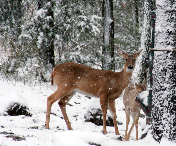 istock Doe and Fawn in snow 145837929