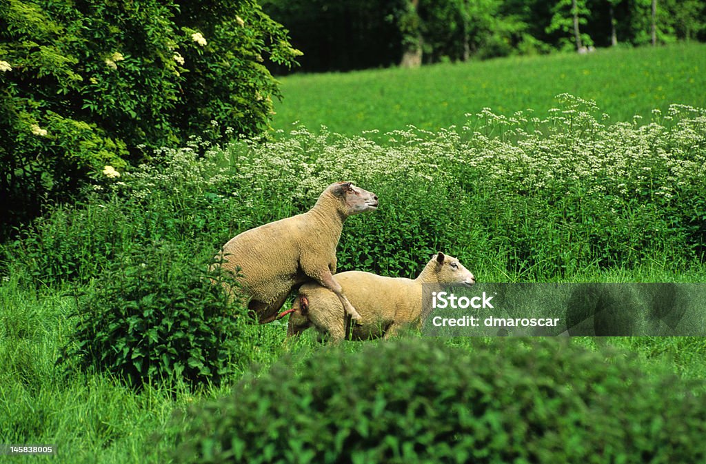 amoureux de moutons - Photo de Voyeurisme libre de droits