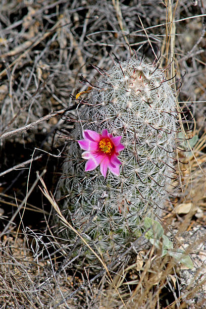 cacto hedgehog em bloom - single flower flower cactus hedgehog cactus imagens e fotografias de stock