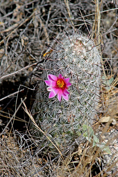 ёж кактус в bloom - single flower flower cactus hedgehog cactus стоковые фото и изображения