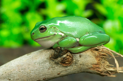 A Green Tree Frog rests on a branch