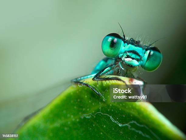 Blue Damselfly Stock Photo - Download Image Now - Damselfly, Extreme Close-Up, Fun