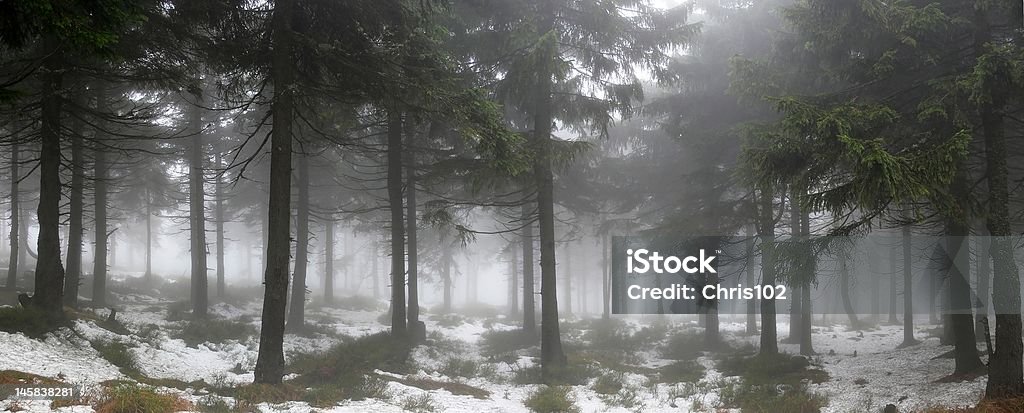 En el bosque de niebla - Foto de stock de Ajardinado libre de derechos