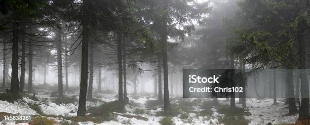 En El Bosque De Niebla Foto de stock y más banco de imágenes de Ajardinado - Ajardinado, Ambiente atmosférico, Blanco - Color