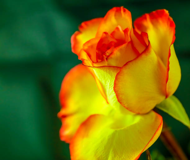 A bright yellow and orange Tea Rose stock photo