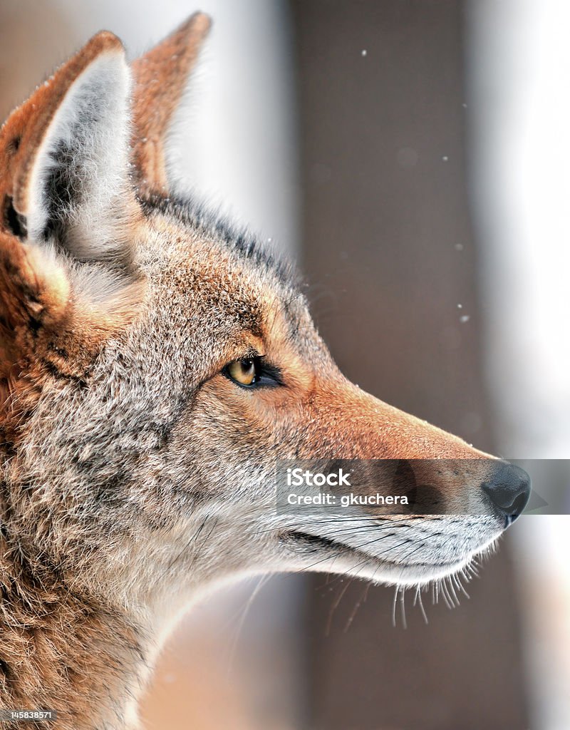 Coyote (cane latrans) nella neve - Foto stock royalty-free di Coyote