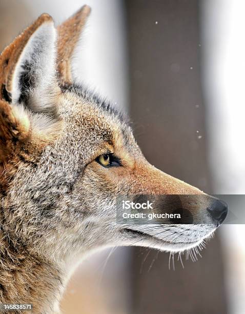 Coyote Nella Neve - Fotografie stock e altre immagini di Coyote - Coyote, Profilo - Vista laterale, Animale