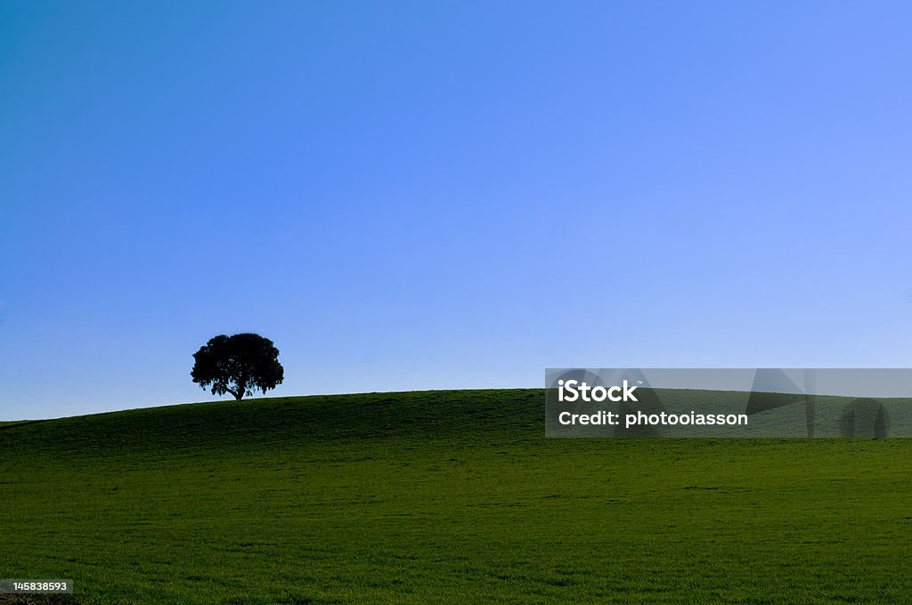 Seul arbre vert prairie sous un ciel bleu - Photo de Agriculture libre de droits