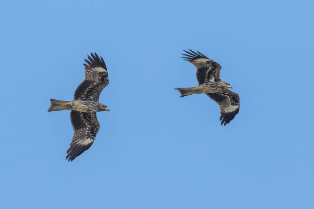Black-eared Kites gliding under the blue sky Black-eared Kites, often considered a subspecies of Black Kite Milvus migrans lineatus, gliding under the blue sky milvus migrans stock pictures, royalty-free photos & images
