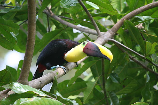 istock Costa Rica Toucan perched on branch 145838642
