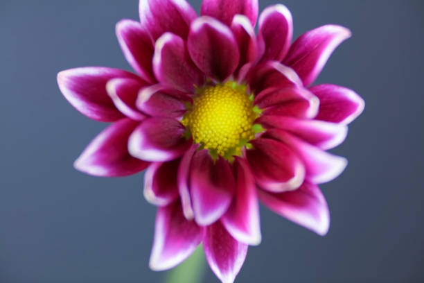 A deep pink Common Daisy stock photo