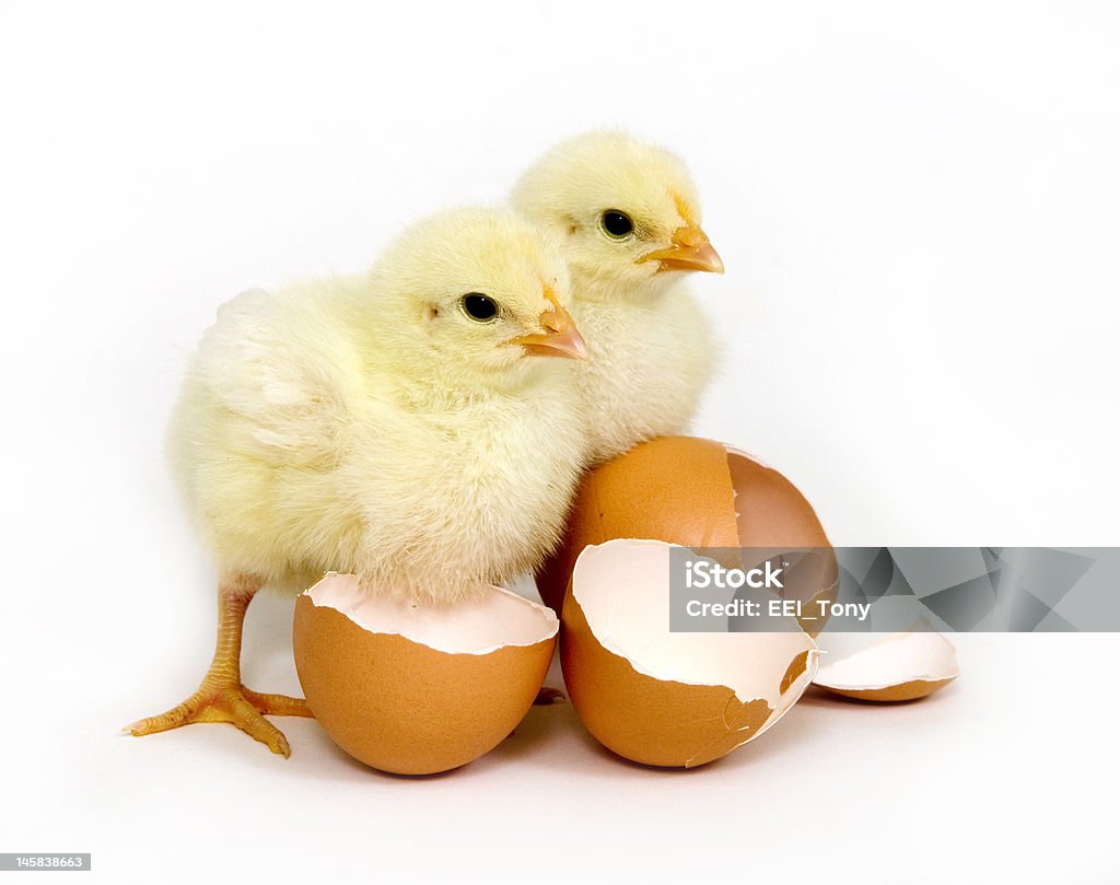 Baby chicks and brown eggs baby chicks and broken brown eggs Animal Stock Photo