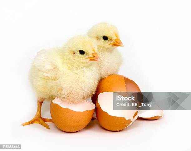 Baby Chicks And Brown Eggs Stock Photo - Download Image Now - Animal, Animal Body Part, Animal Egg