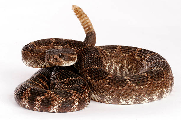 istock Close-up of a Southern Pacific rattlesnake on a white back 145838683
