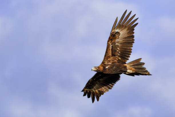 wedge-tailed eagle (aquila audax) in flight - cabarita beach imagens e fotografias de stock