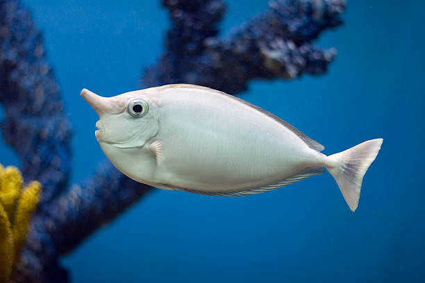 Unifish Unicornfish (Naso brevirostris) swimming over coral reef, with blue background. unicorn fish stock pictures, royalty-free photos & images