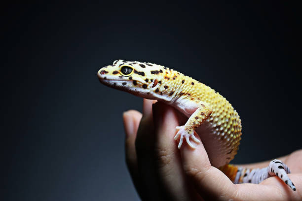 istock close up leopard gecko in hand with low key background 1458390577