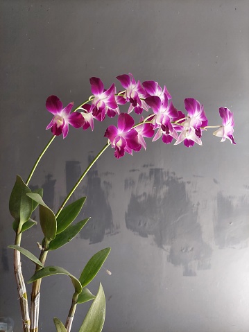 Purple Orchid Anggrek Ungu