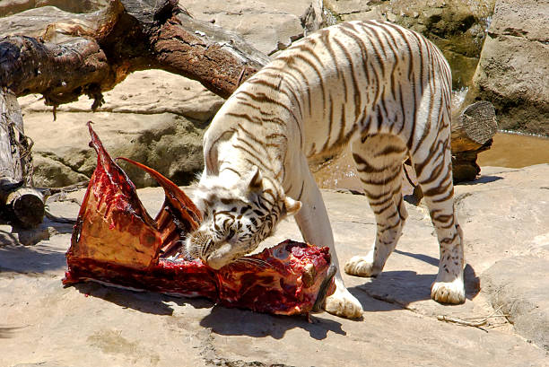 white bengal tiger feeding meat stock photo