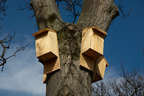 Bat boxes secured to tree in British conservation area