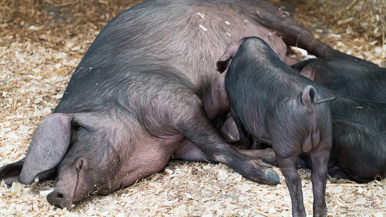 Breeding sow with four suckling piglets in the pen on a farm