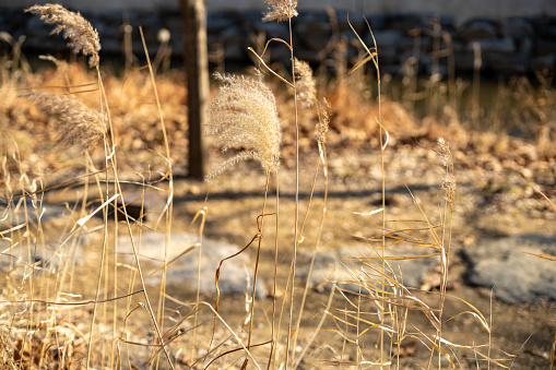 silvergrasses standing in yelloe field