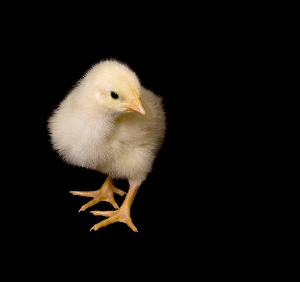 istock baby chicken on black background 145839481