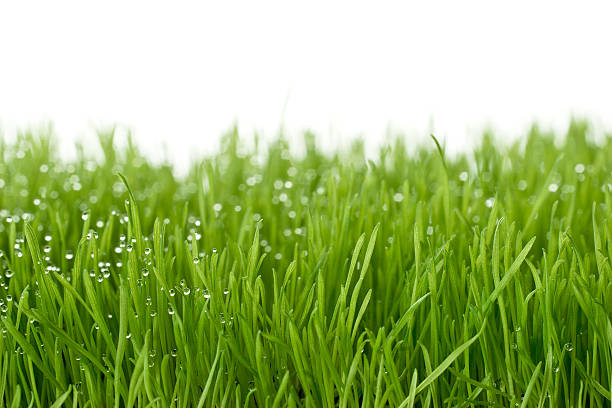 fresh green gras stock photo