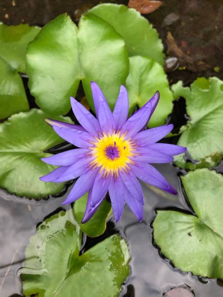 istock Close up Blossom Purple lotus 1458395442