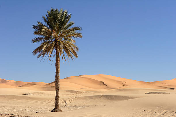 istock Palm Tree at Edge of the Sahara 145839555