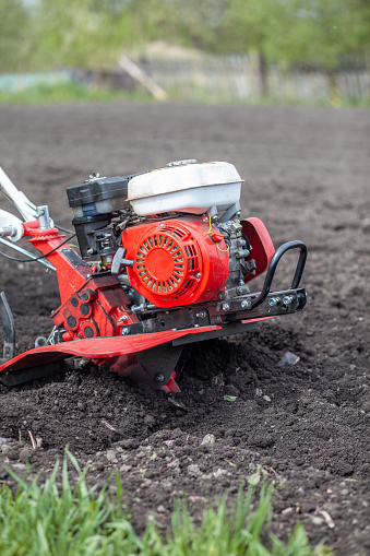 Red cultivator cultivates a vegetable garden for planting vegetables and potatoes. tractor motoblock works in the field at sunset. cultivates the soil.