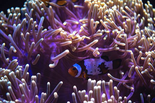 istock Clownfish and Sea Anemones 1458396895
