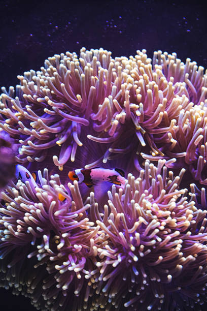 Clownfish and Sea Anemones