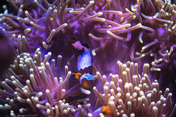 istock Clownfish and Sea Anemones 1458396897