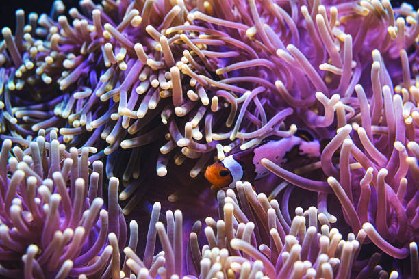 istock Clownfish and Sea Anemones 1458396898