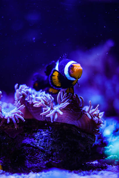 Clownfish and Sea Anemones stock photo