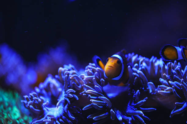 istock Clownfish and Sea Anemones 1458396957