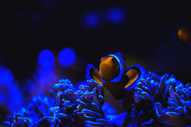 istock Clownfish and Sea Anemones 1458396964