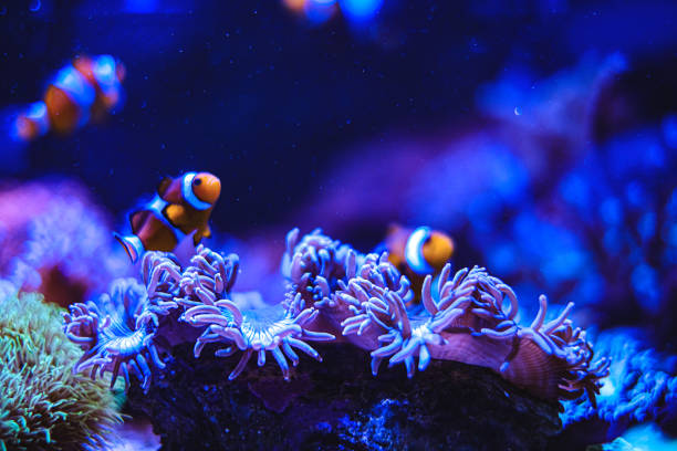 istock Clownfish and Sea Anemones 1458396985