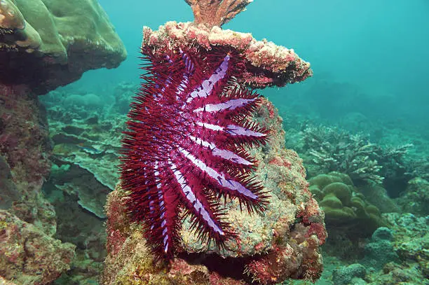 Thailand, Phuket, Indian Ocean. This giant starfish is a voracious coral eater.