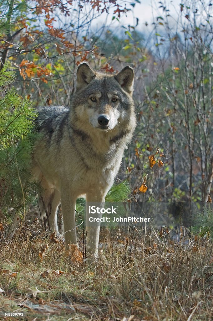 Lobo cinzento - Royalty-free Animal Foto de stock