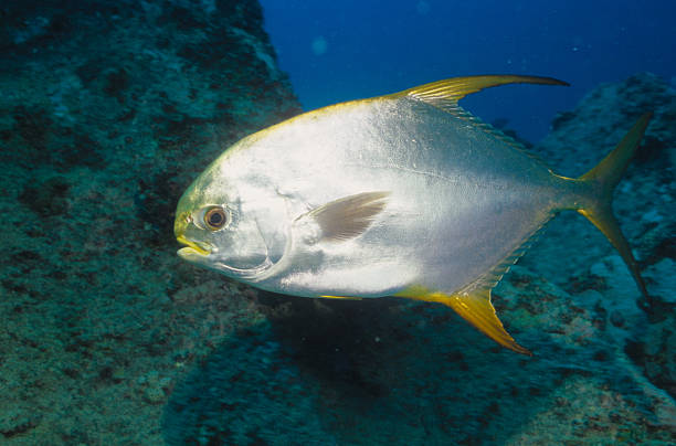 yellowfin mackerel stock photo