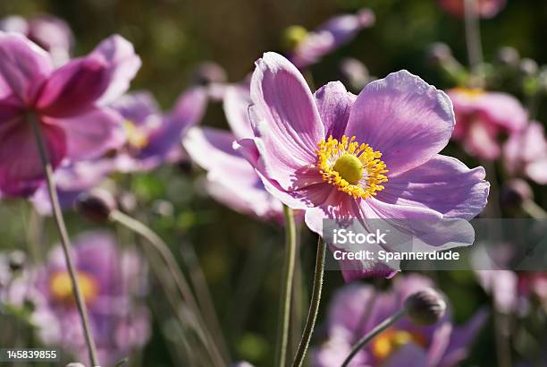 Foto de Roxo Papoula e mais fotos de stock de Amarelo - Amarelo, Calor, Flor