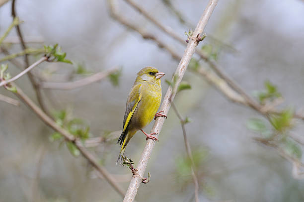 istock Male Greenfinch 145840023