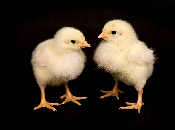istock baby chicken on black background 145840154
