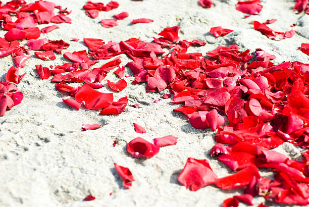 A bunch of rose petals spread on the sand at the beach.